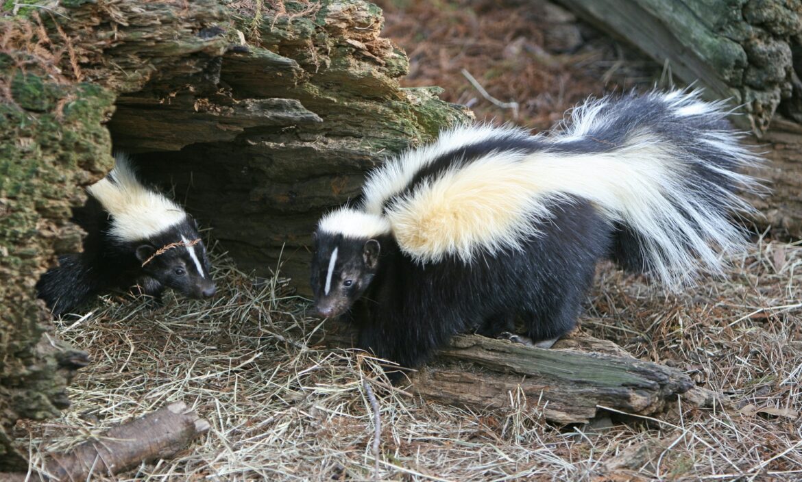 Is Skunk Smell In House Dangerous & How Long Does Smell Last?