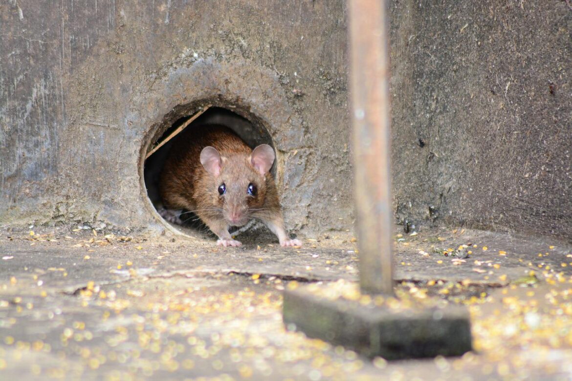 How do Mice Get in Your House? Top Entry Points