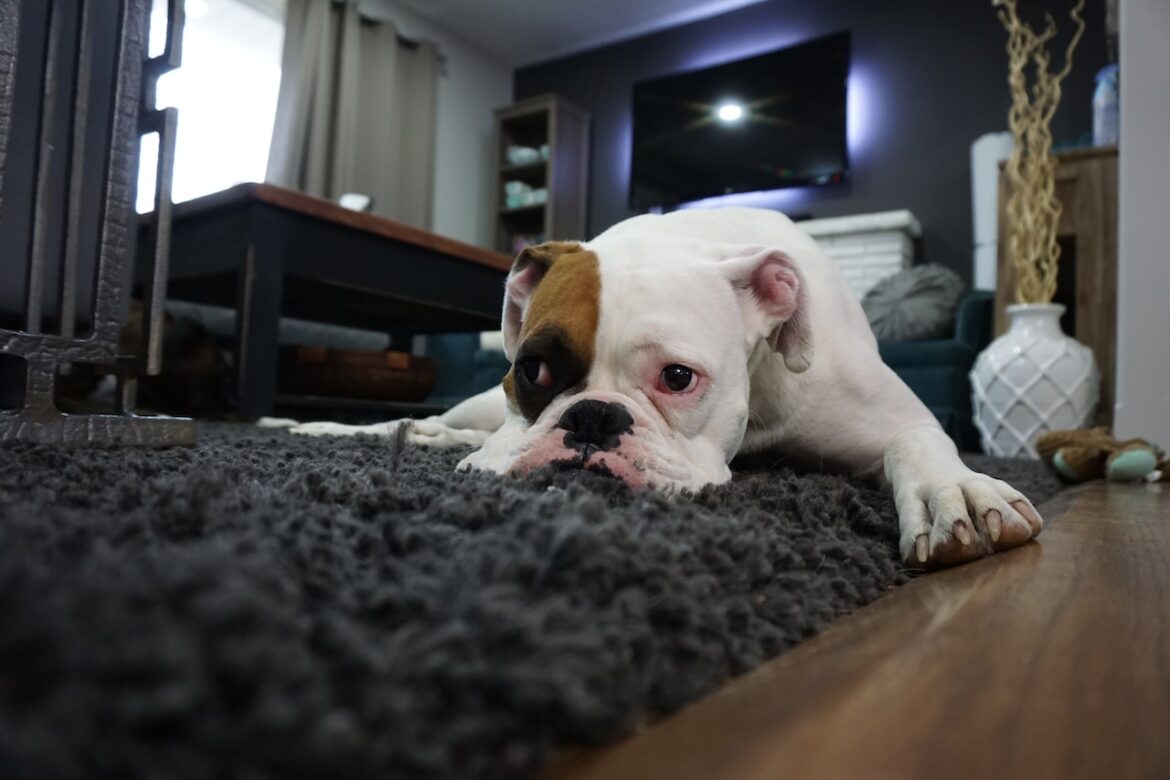 How to Keep House Clean When Dog is in Heat – Top Tips
